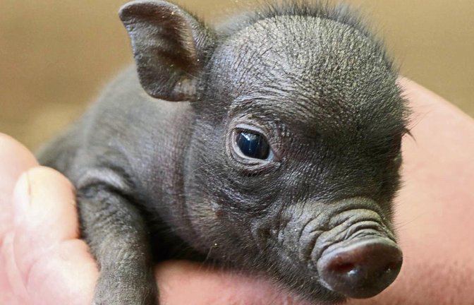 Dem Ferkel ist der Streit zwischen Peta und dem Sachsenheimer Tierhalter ziemlich egal. Fotos: Bögel