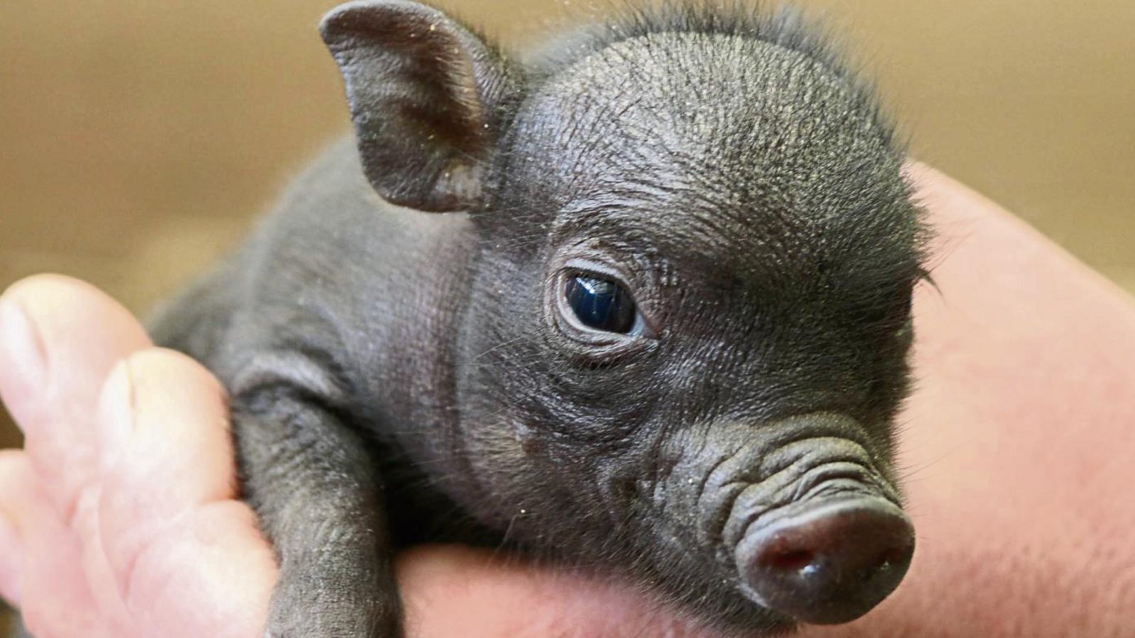 Dem Ferkel ist der Streit zwischen Peta und dem Sachsenheimer Tierhalter ziemlich egal. Fotos: Bögel Dem Ferkel ist der Streit zwischen Peta und dem Sachsenheimer Tierhalter ziemlich egal. Fotos: Bögel