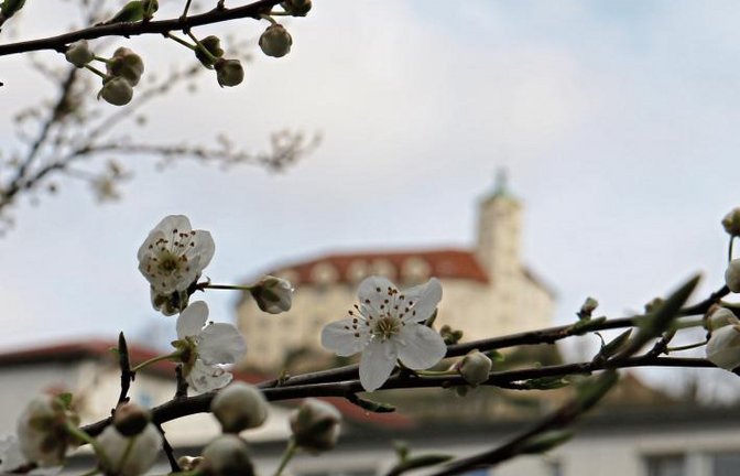 Es ist wohl eine Kirschpflaume, die hier schon mit Blüten erfreut.  Foto: Rücker