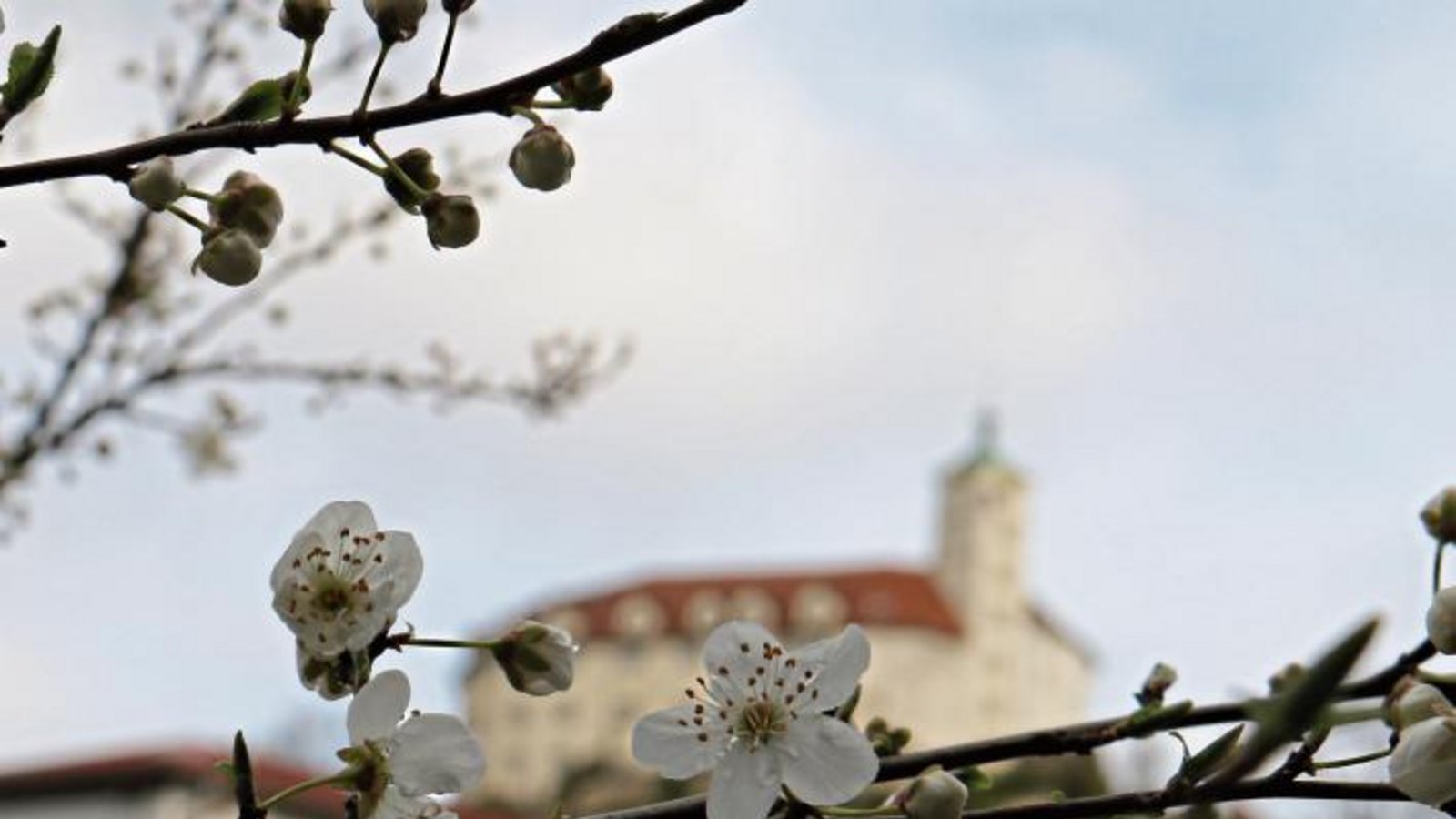 Es ist wohl eine Kirschpflaume, die hier schon mit Blüten erfreut.  Foto: Rücker