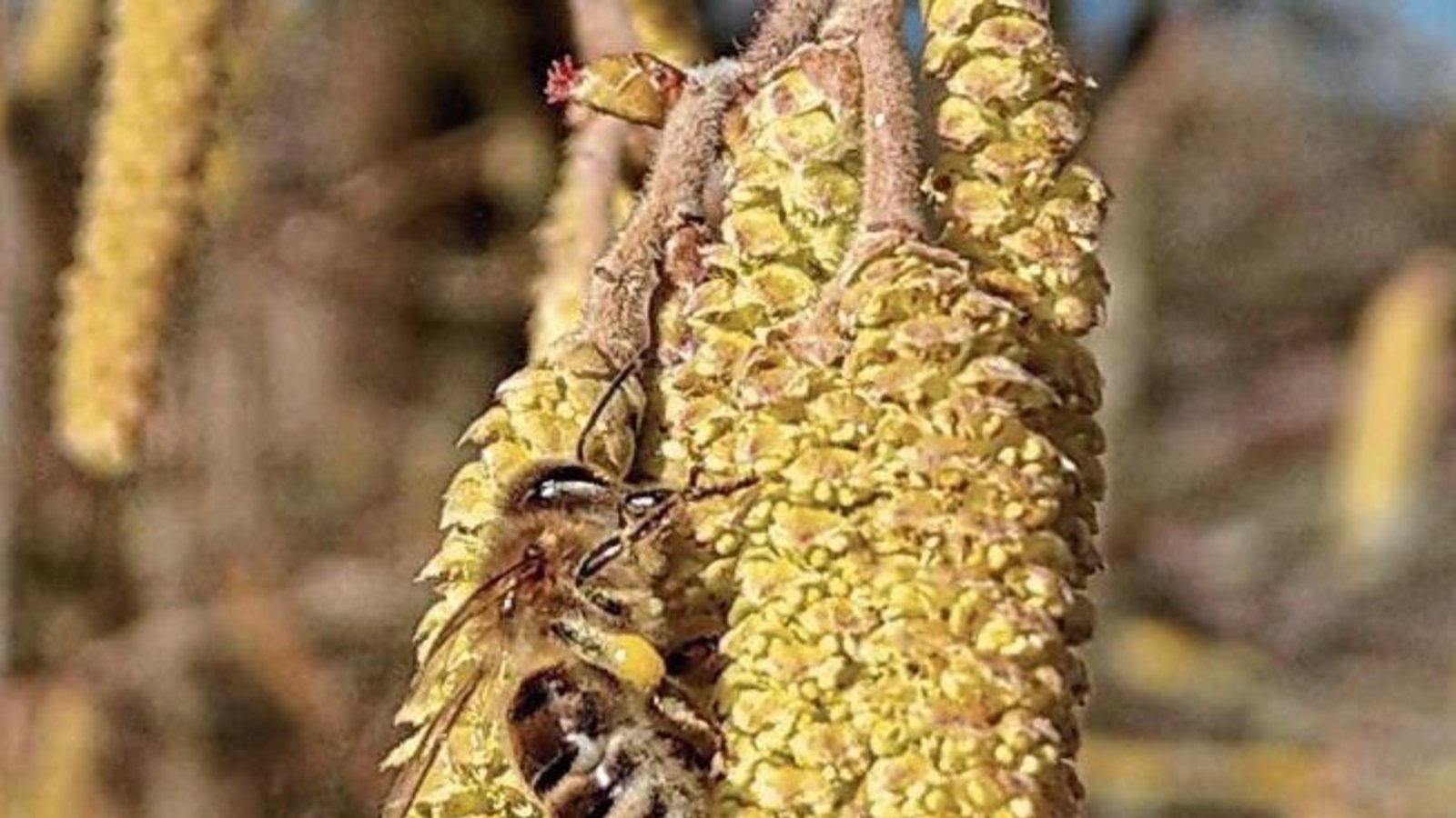 Die Hasel ist zwar eigentlich windblütig, aber Bienen schätzen das frühe Pollenangebot auch, wie das Foto von Clara Spielmann aus Gündelbach zeigt. Die Hasel ist zwar eigentlich windblütig, aber Bienen schätzen das frühe Pollenangebot auch, wie das Foto von Clara Spielmann aus Gündelbach zeigt.