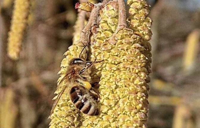 Die Hasel ist zwar eigentlich windblütig, aber Bienen schätzen das frühe Pollenangebot auch, wie das Foto von Clara Spielmann aus Gündelbach zeigt.