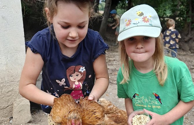 Mit Zucchini und Haferflocken werden die Hühner gefüttert.