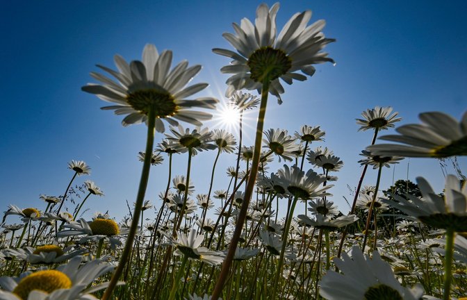 Unzählige Wiesen-Margeriten  blühen auf einer Wiese im brandenburgischen Landkreis Oder-Spree.<span class='image-autor'>Foto: dpa/Patrick Pleul</span>