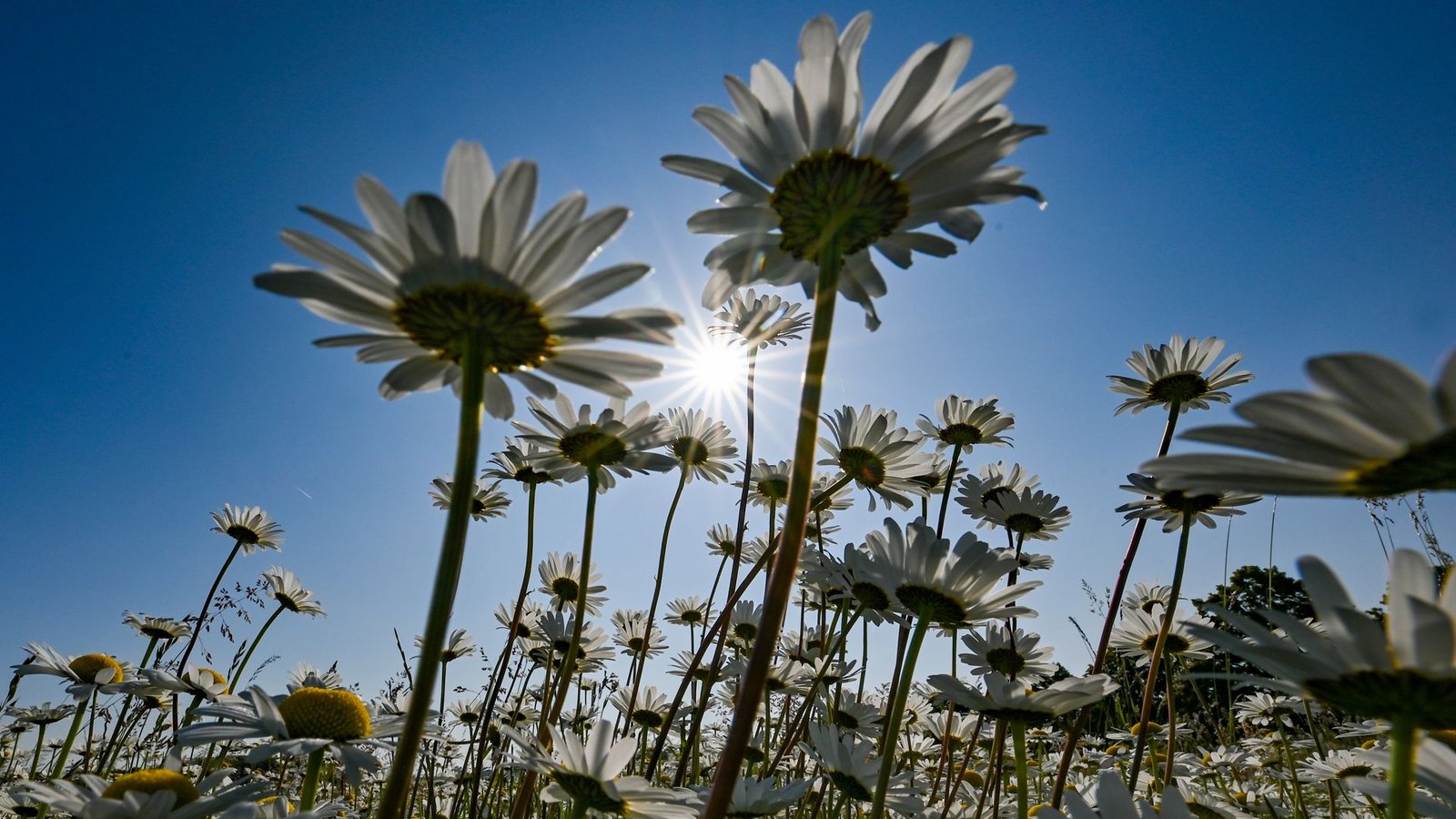Unzählige Wiesen-Margeriten  blühen auf einer Wiese im brandenburgischen Landkreis Oder-Spree.Foto: dpa/Patrick Pleul
