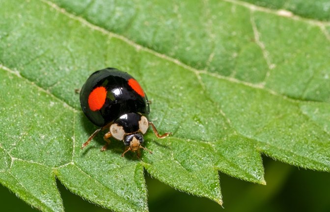 Erfahren Sie, was der Grund dafür ist, wenn Marienkäfer schwarz sind und rote Punkte haben.<span class='image-autor'>Foto: PRILL / Shutterstock.com</span>