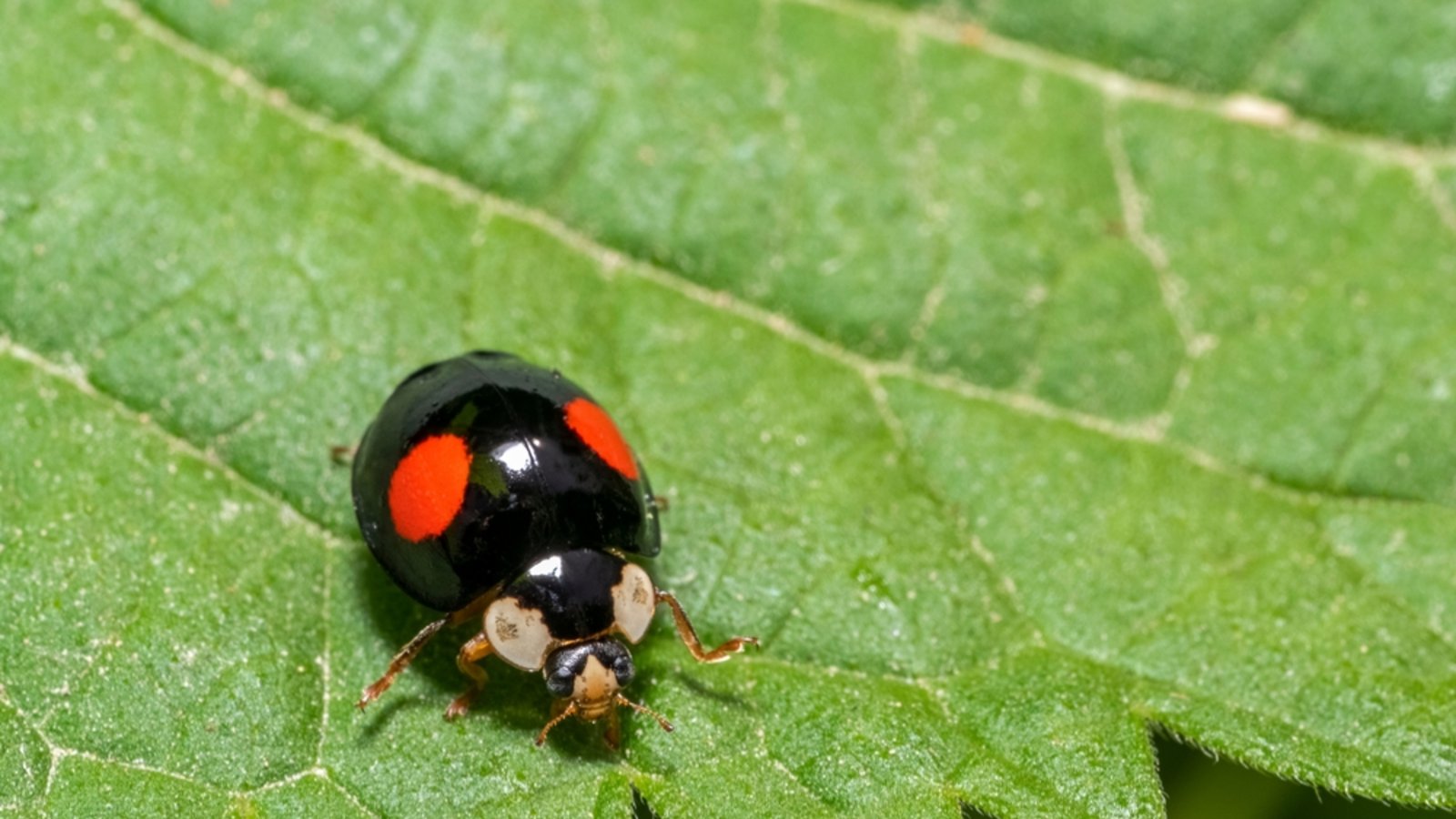 Erfahren Sie, was der Grund dafür ist, wenn Marienkäfer schwarz sind und rote Punkte haben.Foto: PRILL / Shutterstock.com Erfahren Sie, was der Grund dafür ist, wenn Marienkäfer schwarz sind und rote Punkte haben.Foto: PRILL / Shutterstock.com