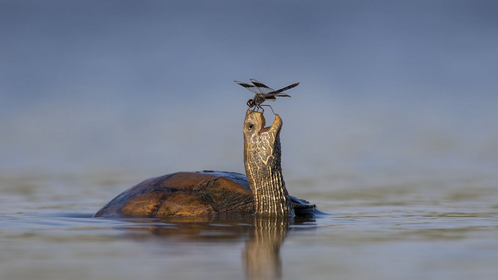 Die Schildkröte scheint sich über den Besuch der Libelle zu freuen.Foto: Comedy Wildlife Photo Award/Tzahi Finkelstein aus Israel Die Schildkröte scheint sich über den Besuch der Libelle zu freuen.Foto: Comedy Wildlife Photo Award/Tzahi Finkelstein aus Israel