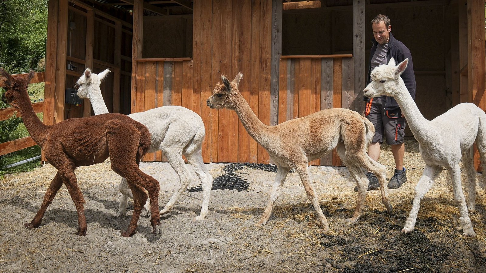 Patrick Stellmach und seine Alpaka-Männchen.Foto: Simon Granville Patrick Stellmach und seine Alpaka-Männchen.Foto: Simon Granville