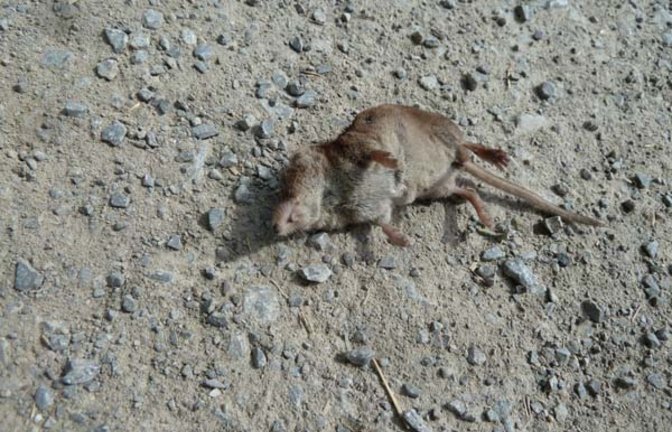 Mausetot, diese Spitzmaus. Foto: Rücker