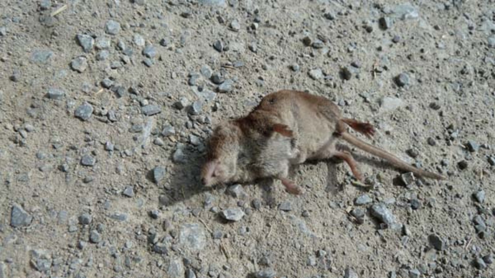 Mausetot, diese Spitzmaus. Foto: Rücker