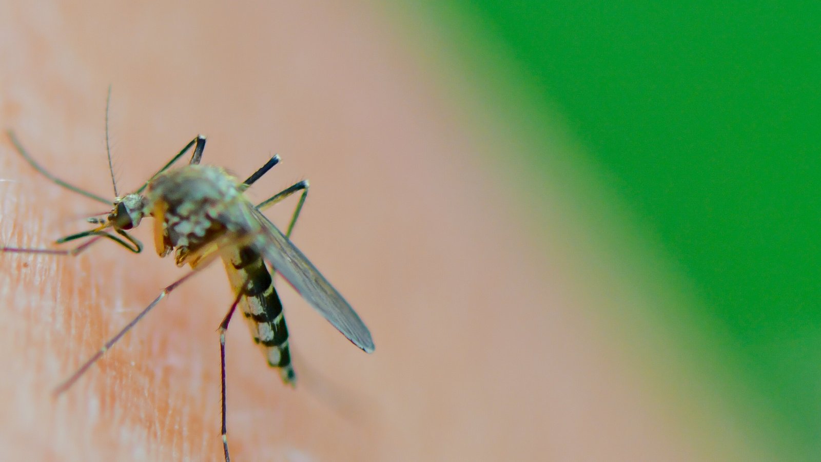 Blutsauger: Die Saison der Stechmücken, hier eine der Art Aedes vexans, beginnt mit den steigenden Temperaturen. Archivfoto: dpa Blutsauger: Die Saison der Stechmücken, hier eine der Art Aedes vexans, beginnt mit den steigenden Temperaturen. Archivfoto: dpa