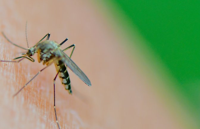 Blutsauger: Die Saison der Stechmücken, hier eine der Art Aedes vexans, beginnt mit den steigenden Temperaturen. Archivfoto: dpa