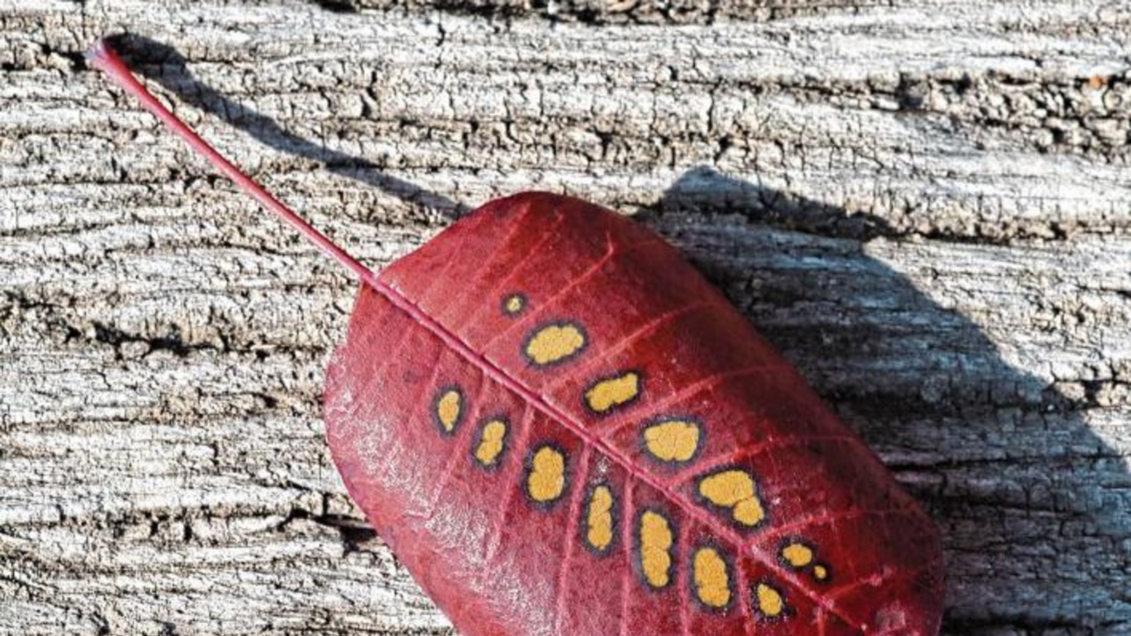 Der Herbst hat ein Schmuckstück kreiert.  Foto: Frey