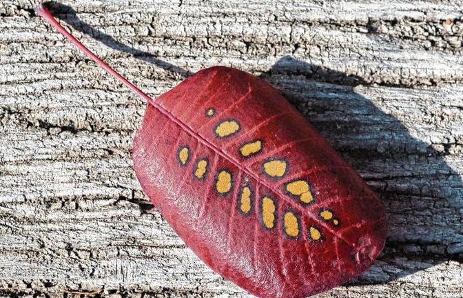Der Herbst hat ein Schmuckstück kreiert.  Foto: Frey