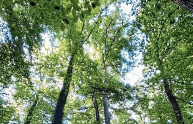 Einschlag fast überall im Wald. Foto: Archiv