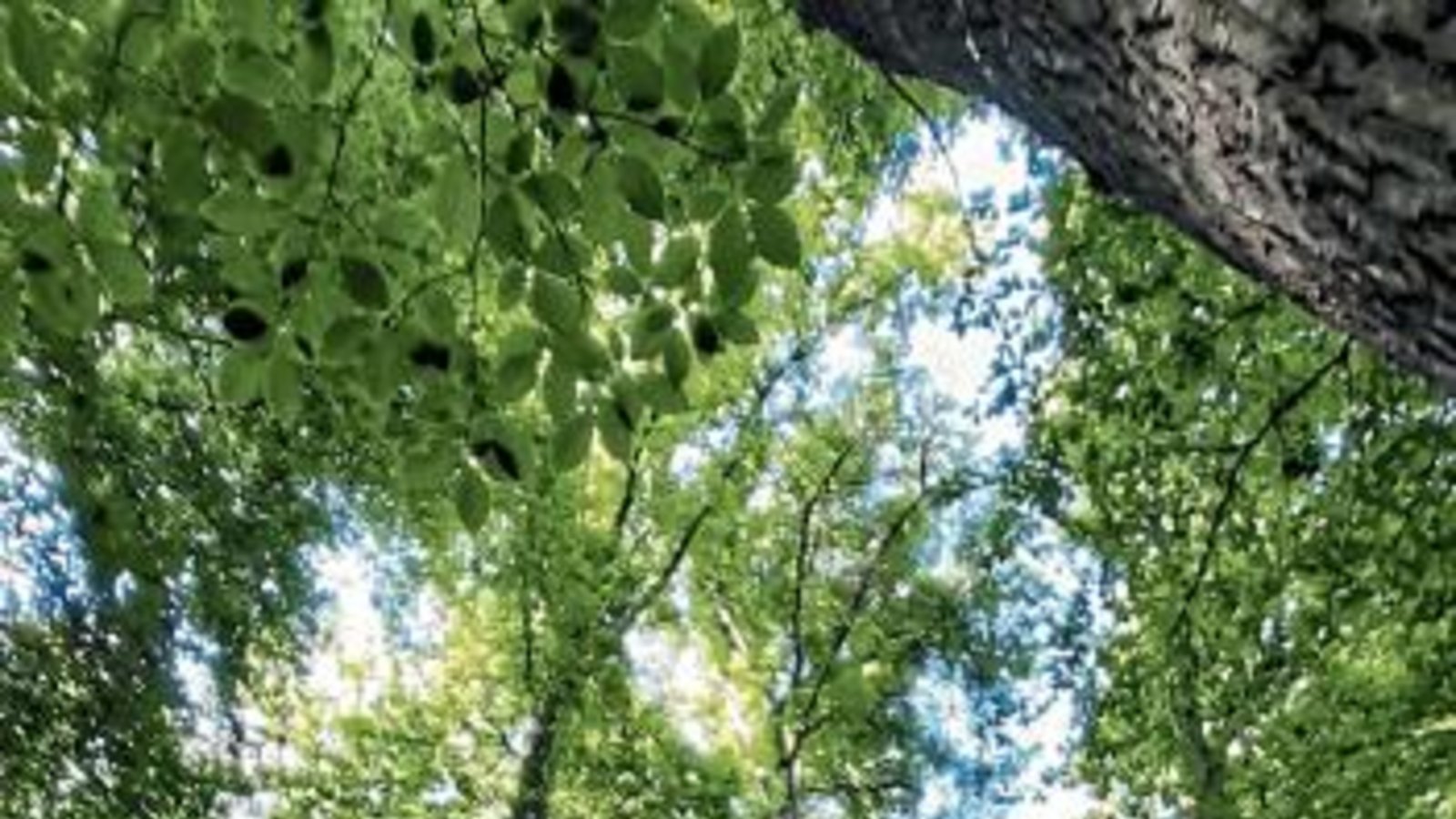 Einschlag fast überall im Wald. Foto: Archiv Einschlag fast überall im Wald. Foto: Archiv