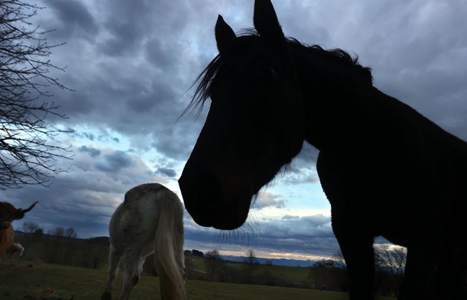 Das Pferd wurde bei dem Unfall am Bein verletzt. (Symbolbild)<span class='image-autor'>Foto: dpa/Karl-Josef Hildenbrand</span>