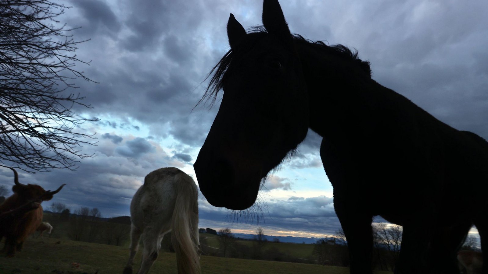 Das Pferd wurde bei dem Unfall am Bein verletzt. (Symbolbild)Foto: dpa/Karl-Josef Hildenbrand