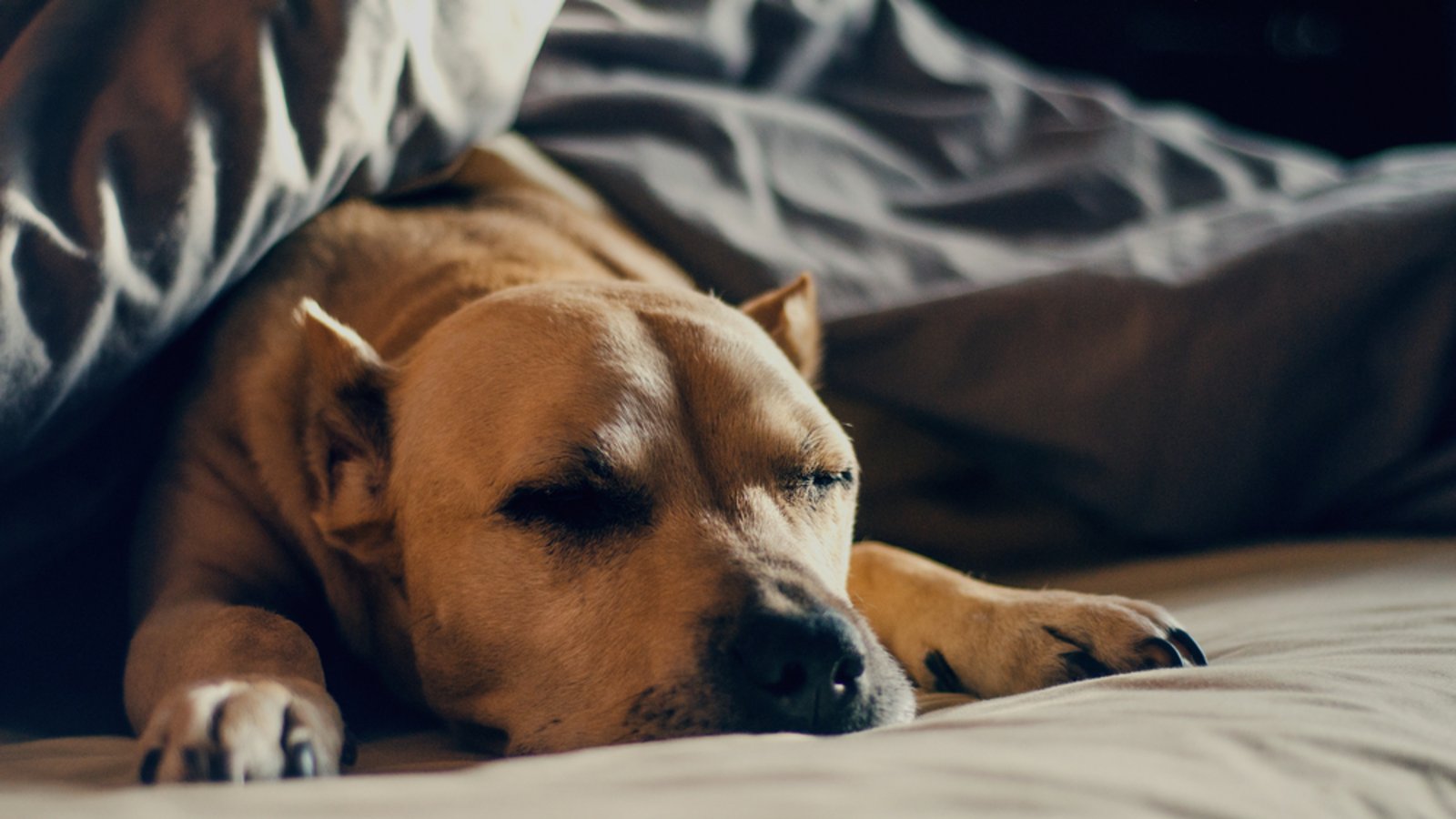 Was sagt die Schlafposition über Ihren Hund aus? Decken und Kissen könnten z.B. ein Zeichen sein, dass Ihr Hund nach Geborgenheit oder Schutz sucht.Foto: dudonyrud/ Shutterstock