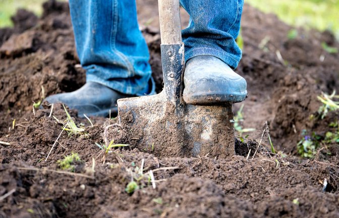In diesem Artikel zeigen wir Ihnen, welche Möglichkeiten es gibt, Erde zu entsorgen und was die Entsorgung kostet.<span class='image-autor'>Foto: Georgy Dzyura / Shutterstock.com</span>