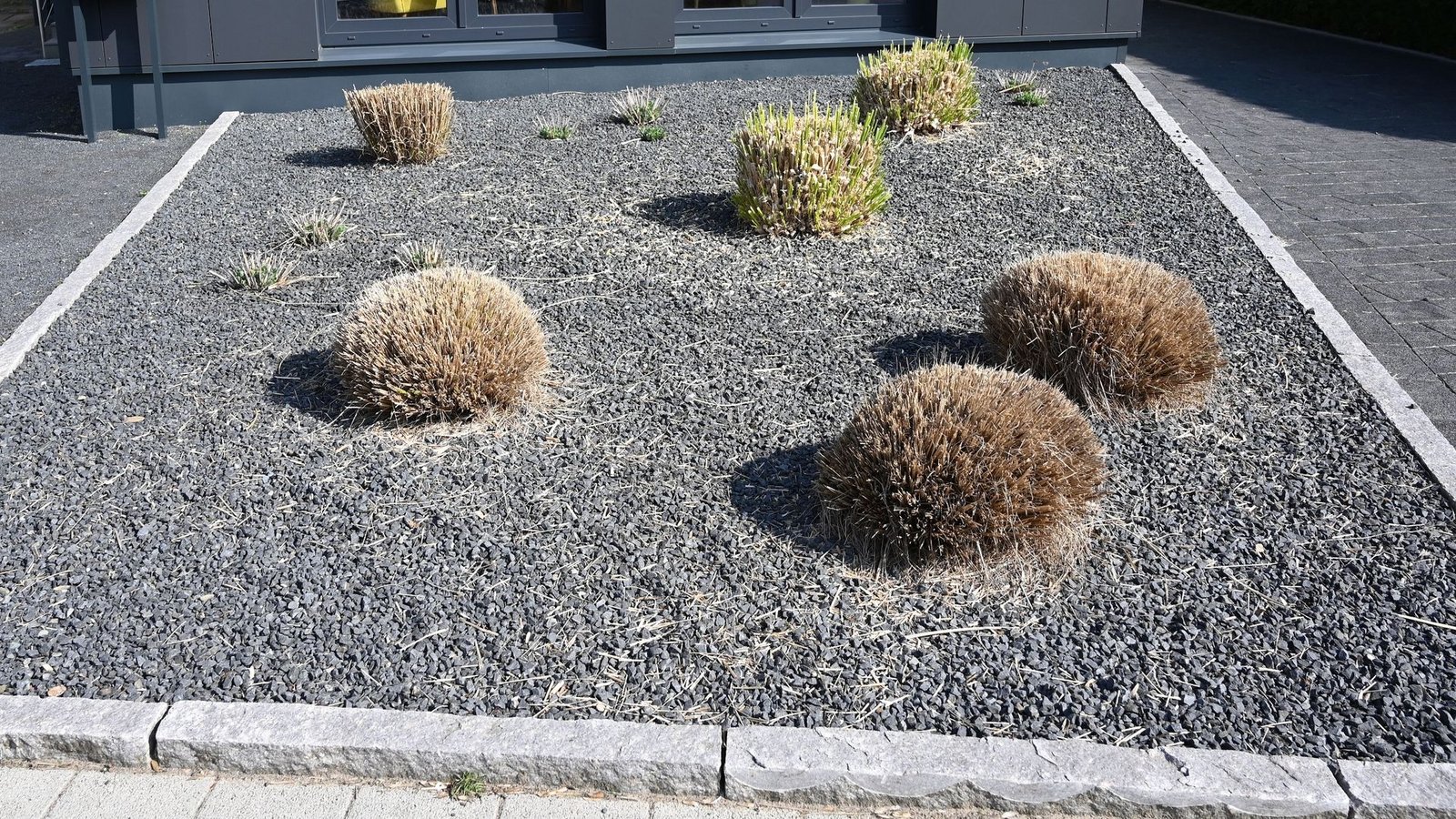 Nur wenige Pflanzen ragen aus einem Vorgarten mit grauen und schwarzen Kieselsteinen - ein möglicher Kandidat für die "Gärten des Grauens"?Foto: Carmen Jaspersen/dpa