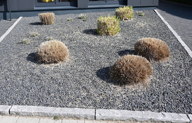 Nur wenige Pflanzen ragen aus einem Vorgarten mit grauen und schwarzen Kieselsteinen - ein möglicher Kandidat für die "Gärten des Grauens"?<span class='image-autor'>Foto: Carmen Jaspersen/dpa</span>