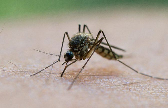 Stechmücken sind nicht mehr nur ein Ärgernis, sondern auch ein Gesundheitsrisiko.<span class='image-autor'>Foto: dpa/Patrick Pleul</span>