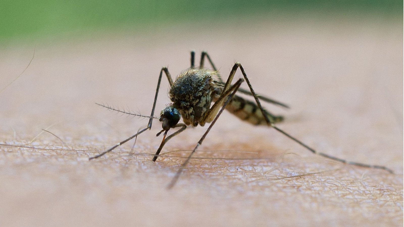 Stechmücken sind nicht mehr nur ein Ärgernis, sondern auch ein Gesundheitsrisiko.Foto: dpa/Patrick Pleul Stechmücken sind nicht mehr nur ein Ärgernis, sondern auch ein Gesundheitsrisiko.Foto: dpa/Patrick Pleul