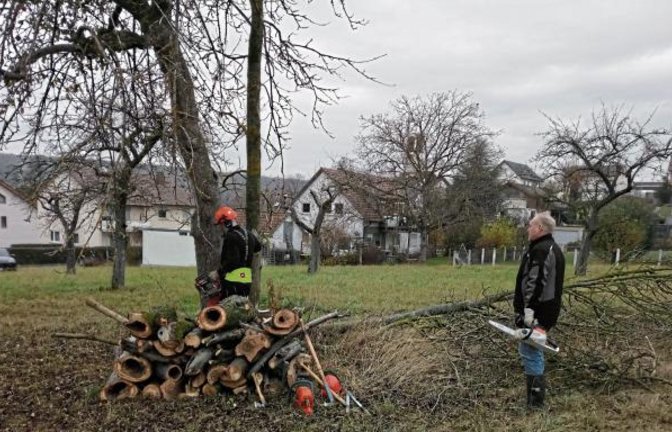 Baumfällen war beim Obst- und Gartenbauverein Kleinglattbach angesagt. Vor dem Anlegen des neuen OGV-Gartens war zunächst das Fällen einiger abgestorbener Bäume aus Sicherheitsgründen notwendig. Als Nächstes werden die Wurzeln entfernt und anschließend neue Obstbäume gepflanzt. Der OGV-Garten soll künftig für Lehrveranstaltungen aber auch als grünes Klassenzimmer dienen. Hier kann auch die Partnerschaft mit der nahe gelegenen Bartenbergschule erweitert werden. Foto: p