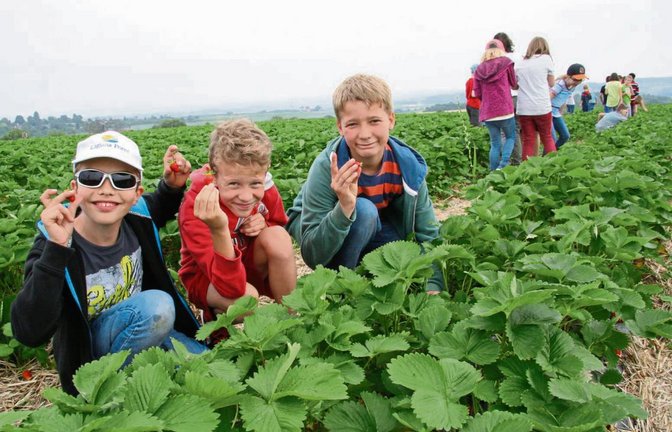 Tim, Isaak und Maurice (von links) dürfen mit ihren Mitschülern spontan ein paar Früchte naschen.  Fotos: Rostek