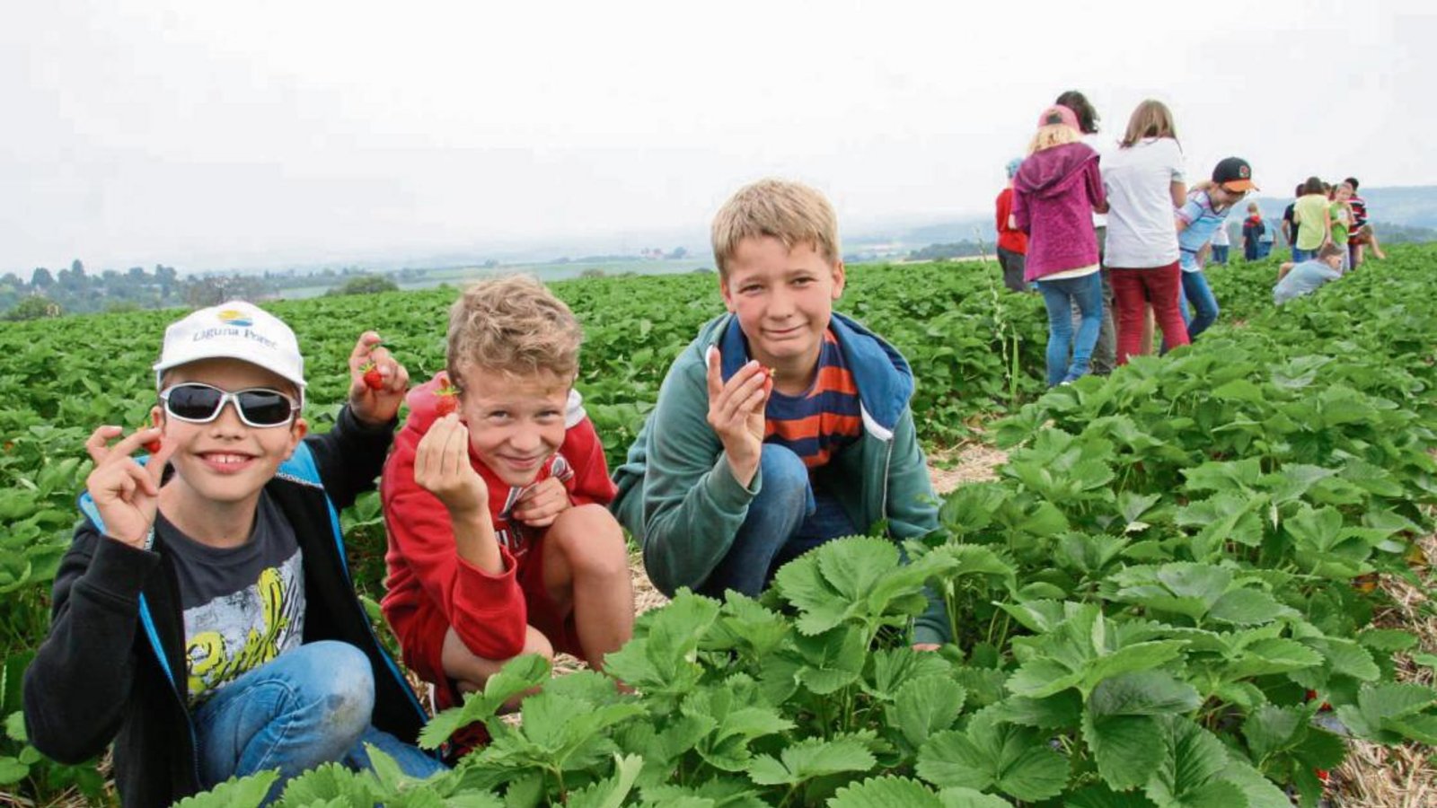 Tim, Isaak und Maurice (von links) dürfen mit ihren Mitschülern spontan ein paar Früchte naschen. Fotos: Rostek Tim, Isaak und Maurice (von links) dürfen mit ihren Mitschülern spontan ein paar Früchte naschen. Fotos: Rostek
