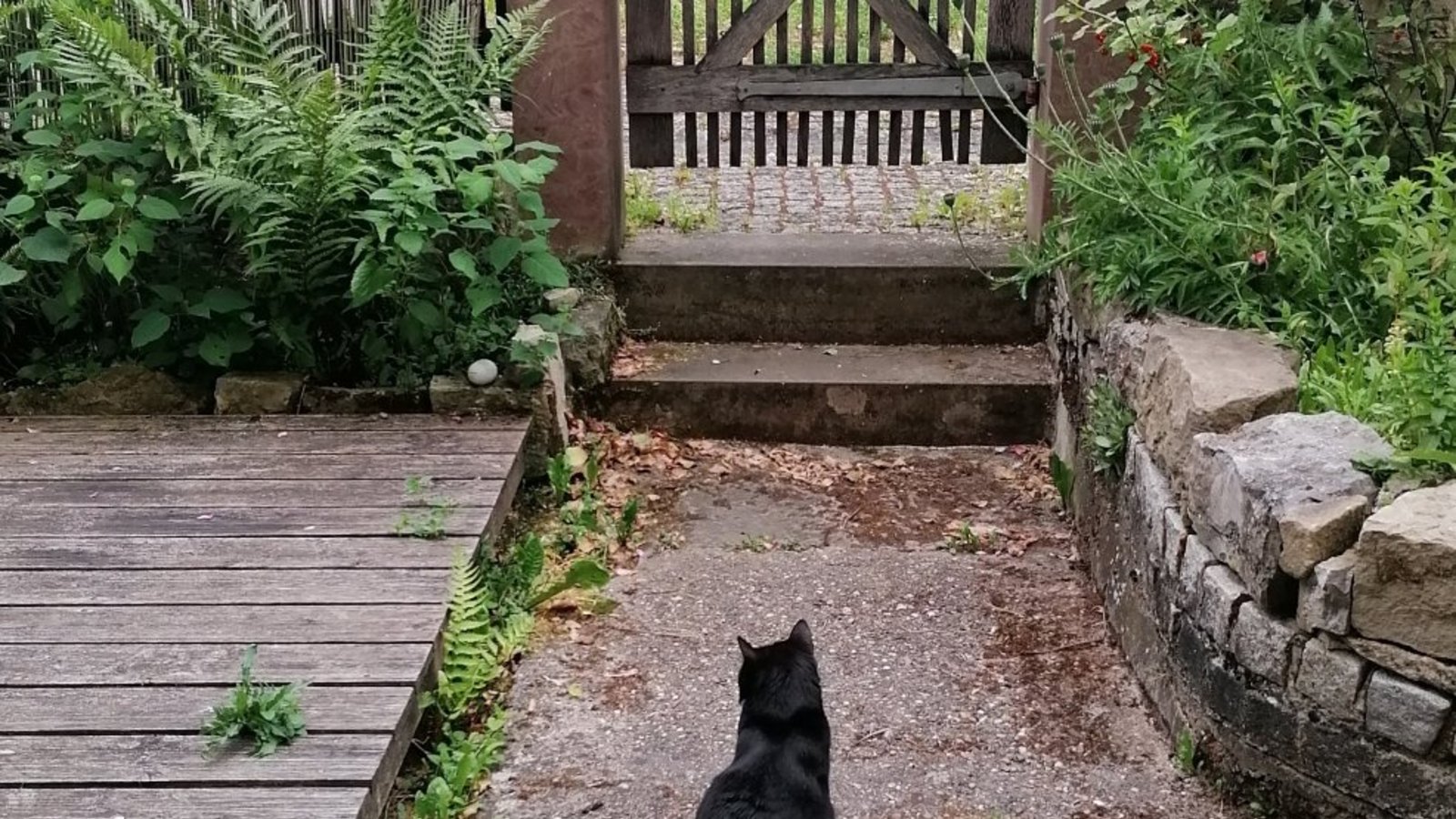 In Eberdingen gilt für Katzen künftig: keine Ausflüge mehr ins Freie ohne vorherige Kastration und Kennzeichnung. Foto: Banholzer In Eberdingen gilt für Katzen künftig: keine Ausflüge mehr ins Freie ohne vorherige Kastration und Kennzeichnung. Foto: Banholzer