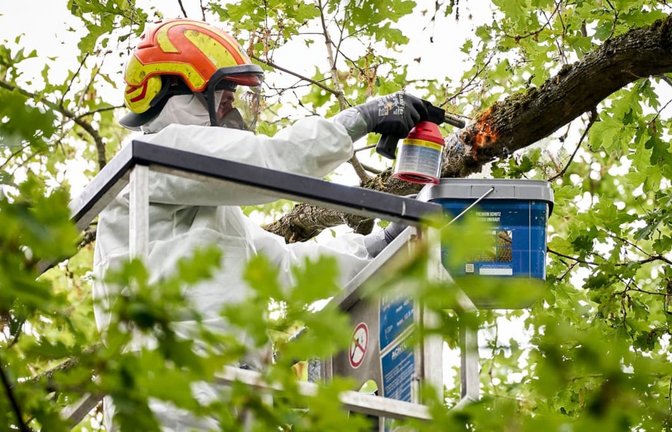 Gegen die giftigen Raupen des Eichenprozessionsspinners wird vielerorts Biozid gespritzt (Symbolbild).<span class='image-autor'>Michael Ukas/dpa</span>