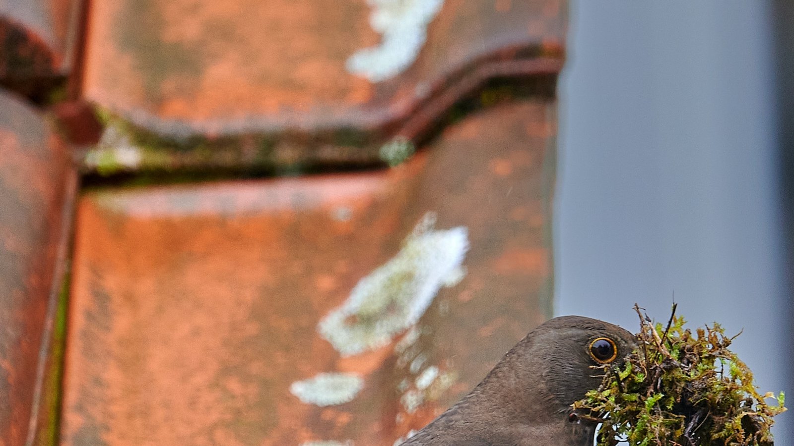 Den Schnabel ganz schön voll nimmt diese Amsel im Nestbaufieber, die Werner Frey aus Ensingen im Garten fotografiert hat. Den Schnabel ganz schön voll nimmt diese Amsel im Nestbaufieber, die Werner Frey aus Ensingen im Garten fotografiert hat.