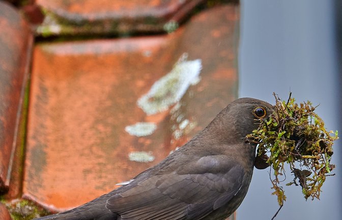 Den Schnabel ganz schön voll nimmt diese Amsel im Nestbaufieber, die Werner Frey aus Ensingen im Garten fotografiert hat.  