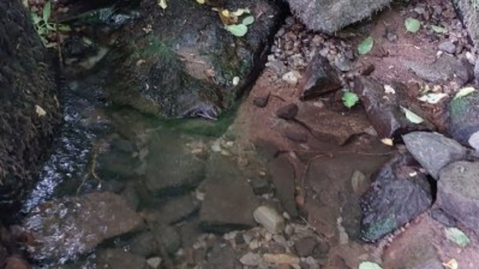 Wenig Wasser in den Bächen auch im Enzkreis. Foto: LE