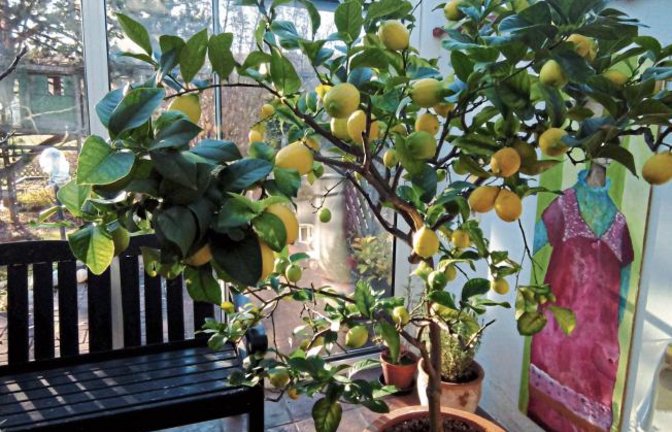 „Schenkt dir das Leben Zitronen – mach Marmelade draus“, schrieb uns Hildegard Broszius aus Gündelbach vor einiger Zeit zu ihrem Foto. Die Marmelade dürfte jetzt fertig sein.