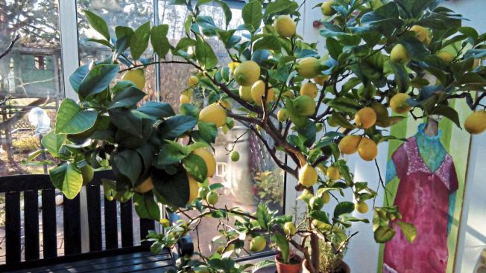 „Schenkt dir das Leben Zitronen – mach Marmelade draus“, schrieb uns Hildegard Broszius aus Gündelbach vor einiger Zeit zu ihrem Foto. Die Marmelade dürfte jetzt fertig sein. „Schenkt dir das Leben Zitronen – mach Marmelade draus“, schrieb uns Hildegard Broszius aus Gündelbach vor einiger Zeit zu ihrem Foto. Die Marmelade dürfte jetzt fertig sein.
