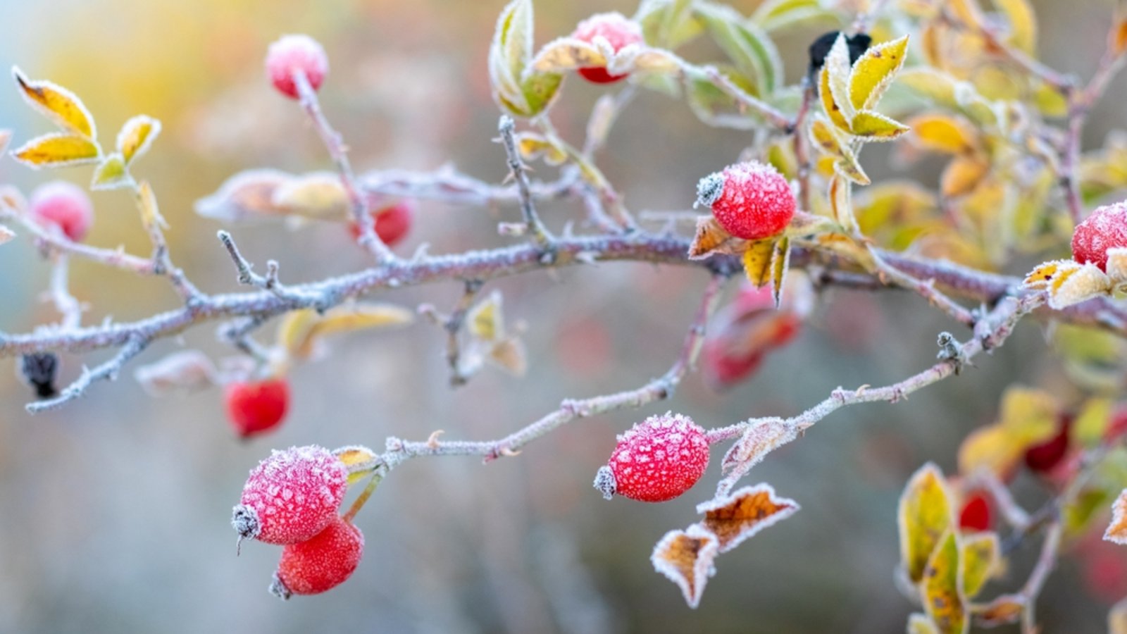 Zum Start in den Oktober wird es in Deutschland deutlich kälter. Wo Bodenfrost und sogar Schnee drohen und welche Regionen verschont bleiben.Foto: MVolodymyr / Shutterstock.com Zum Start in den Oktober wird es in Deutschland deutlich kälter. Wo Bodenfrost und sogar Schnee drohen und welche Regionen verschont bleiben.Foto: MVolodymyr / Shutterstock.com