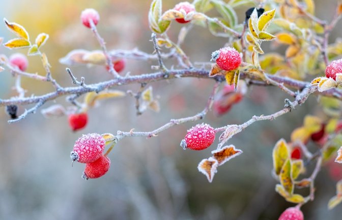 Zum Start in den Oktober wird es in Deutschland deutlich kälter. Wo Bodenfrost und sogar Schnee drohen und welche Regionen verschont bleiben.<span class='image-autor'>Foto: MVolodymyr / Shutterstock.com</span>