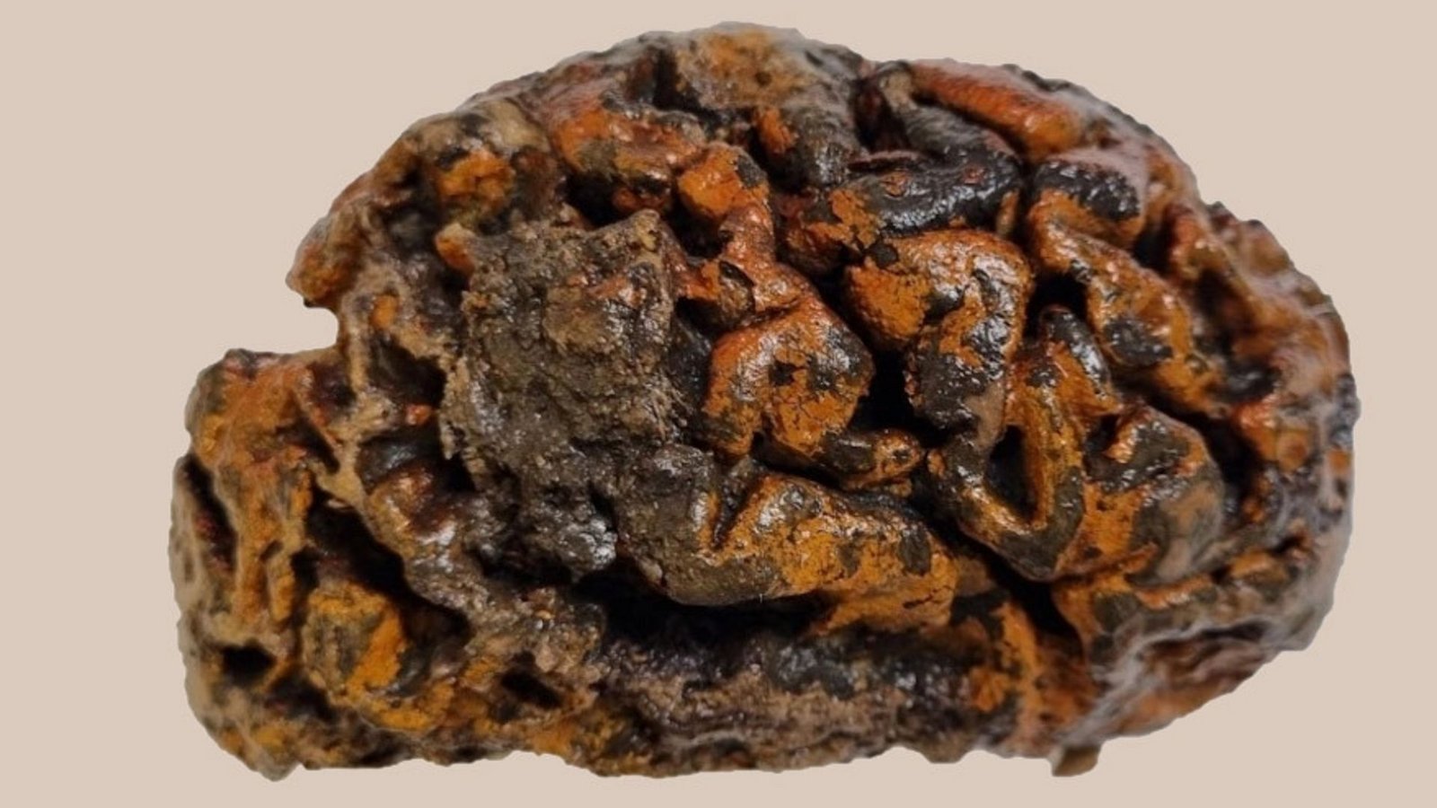 Dieses Gehirn ist auch nach 1000 Jahren erhalten geblieben. Es stammt aus einem Grab auf dem Friedhof der Sint-Maartenskerk im belgischen Ypern. Die orange Farbe stammt von Eisenoxid – Rost. Die Oberfläche ist immer noch weich und feucht.Foto: © Alexandra L. Morton-Hayward/University of Oxford Dieses Gehirn ist auch nach 1000 Jahren erhalten geblieben. Es stammt aus einem Grab auf dem Friedhof der Sint-Maartenskerk im belgischen Ypern. Die orange Farbe stammt von Eisenoxid – Rost. Die Oberfläche ist immer noch weich und feucht.Foto: © Alexandra L. Morton-Hayward/University of Oxford