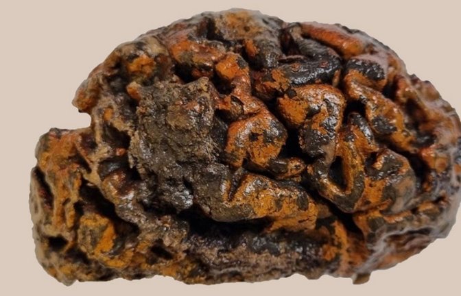 Dieses Gehirn ist auch nach 1000 Jahren erhalten geblieben. Es stammt aus einem Grab auf dem Friedhof der Sint-Maartenskerk im belgischen Ypern. Die orange Farbe stammt von Eisenoxid –  Rost. Die Oberfläche ist immer noch weich und feucht.<span class='image-autor'>Foto: © Alexandra L. Morton-Hayward/University of Oxford</span>