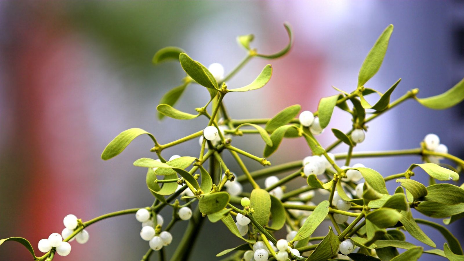 Die Beeren der Misteln sind schon im Dezember reif und überdauern Schnee und Eis.Foto: Schapowalow / Beat/Zoellner Die Beeren der Misteln sind schon im Dezember reif und überdauern Schnee und Eis.Foto: Schapowalow / Beat/Zoellner
