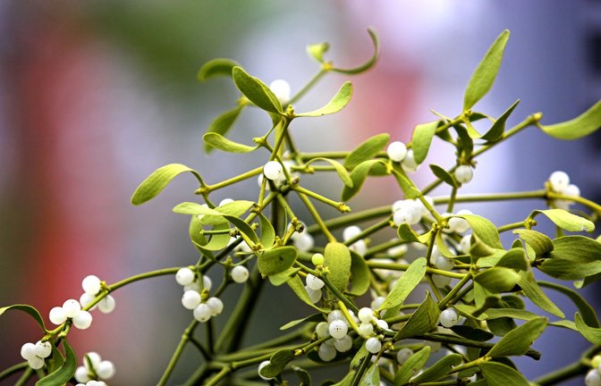 Die Beeren der Misteln sind schon im Dezember reif und überdauern Schnee und Eis.<span class='image-autor'>Foto: Schapowalow / Beat/Zoellner</span>