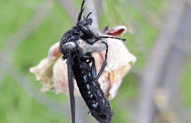 Sieht skurril aus und ist überraschend nützlich: Die Märzfliege sticht nicht, bestäubt Obstbäume, hilft bei der Humusentstehung und bringt vielleicht auch noch Glück.  Foto: Rücker