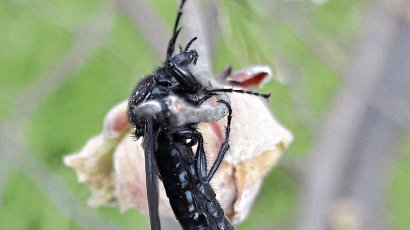 Sieht skurril aus und ist überraschend nützlich: Die Märzfliege sticht nicht, bestäubt Obstbäume, hilft bei der Humusentstehung und bringt vielleicht auch noch Glück.  Foto: Rücker
