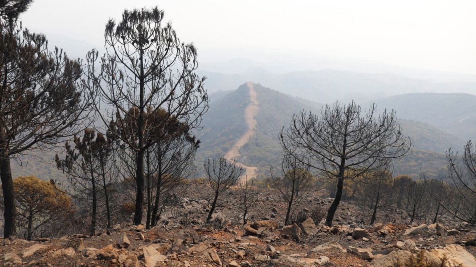 Großfeuer in Andalusien.Álex Zea/EUROPA PRESS/dpa