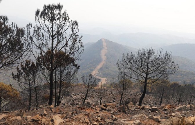 Großfeuer in Andalusien.<span class='image-autor'>Álex Zea/EUROPA PRESS/dpa</span>