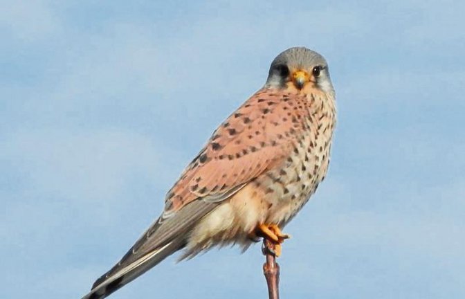 Artistisch und aufmerksam: Der Turmfalke hat auf der letzten Spitze des Baumes Platz genommen.  Foto: Arning